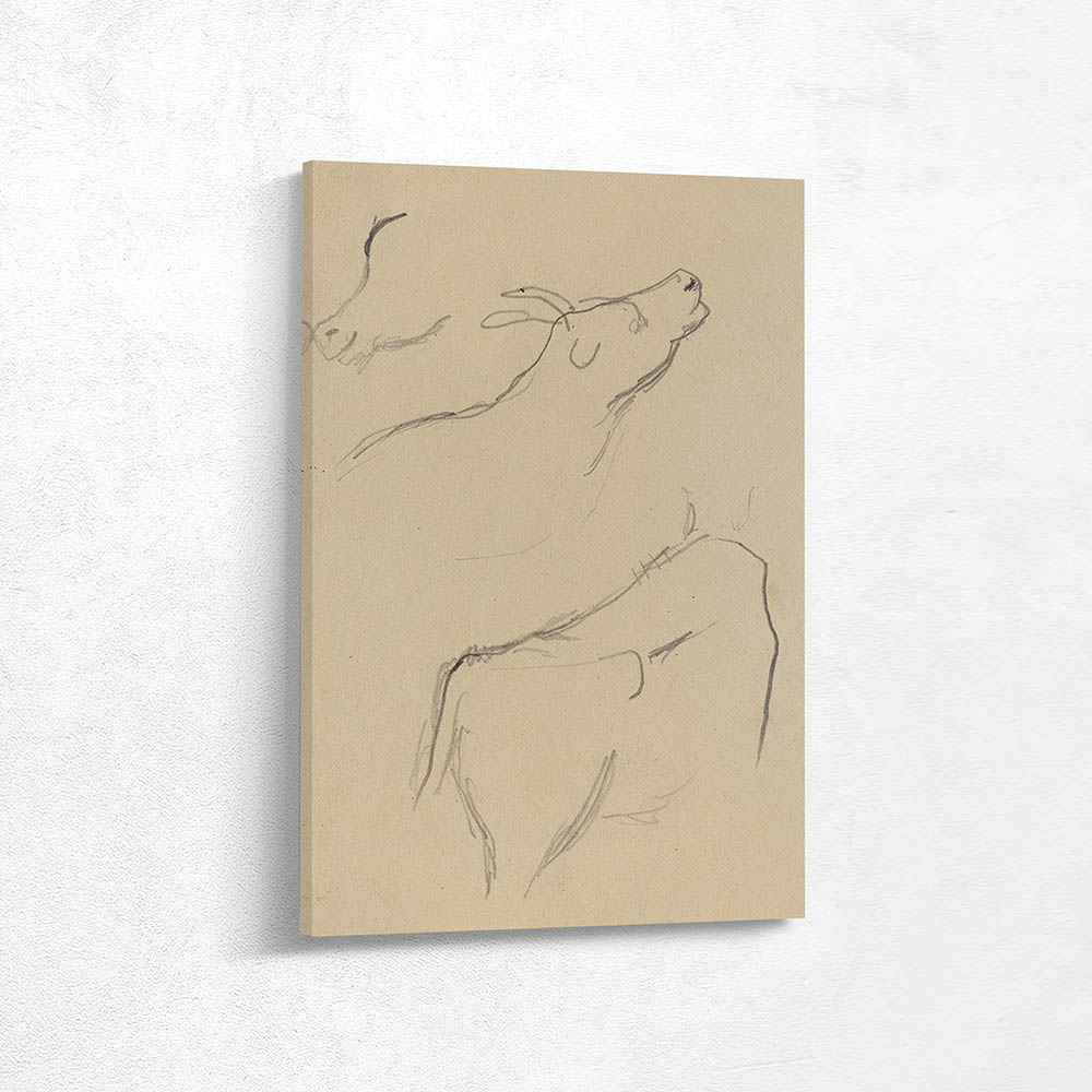 Studies of a Cow