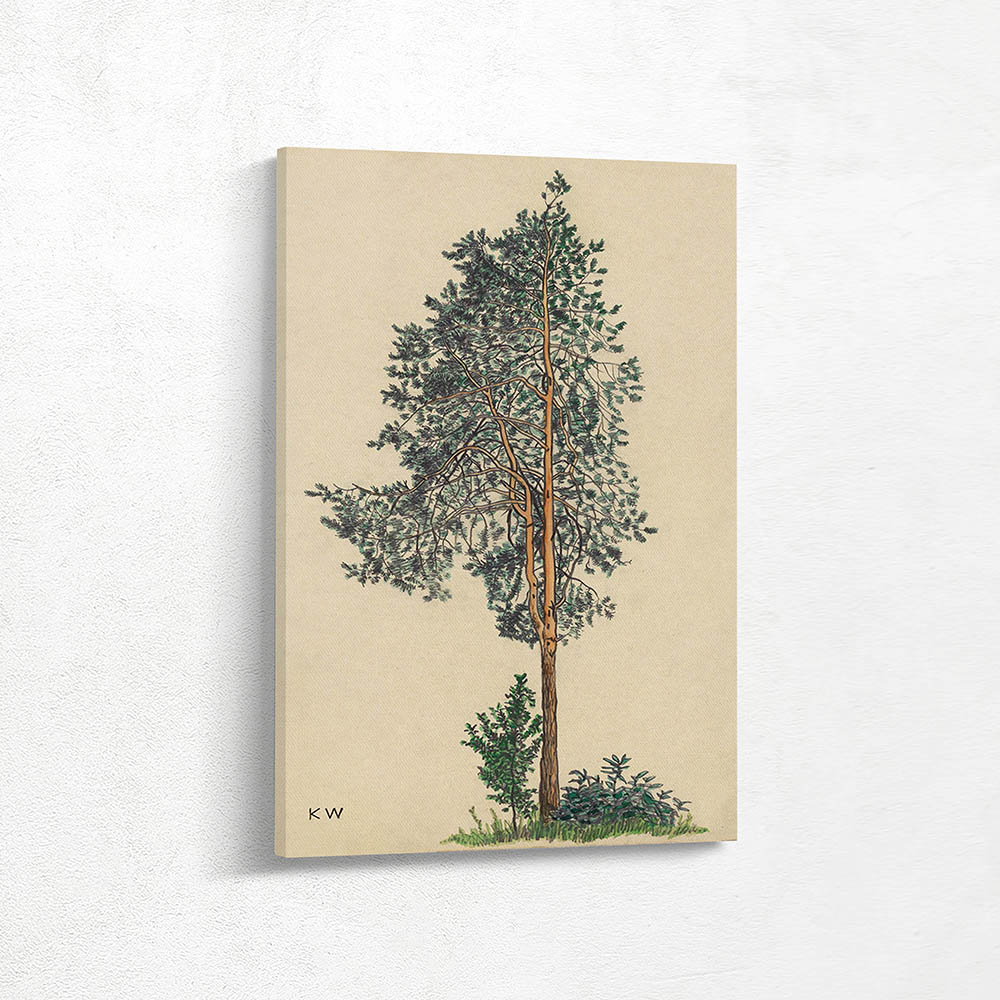 Nadelbaum I Nadelbaum I
