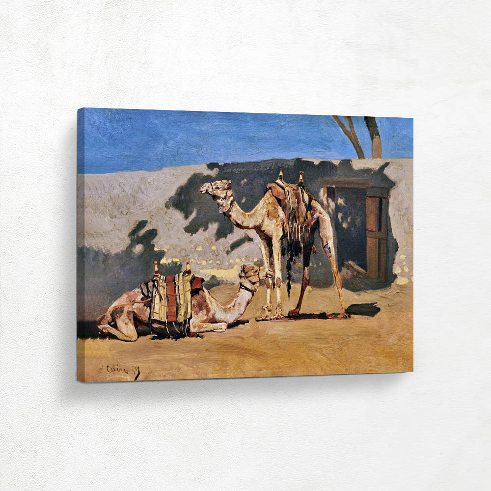 Resting Camels
