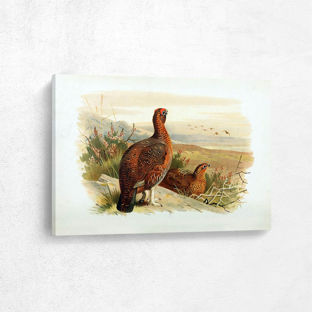 Red Grouse