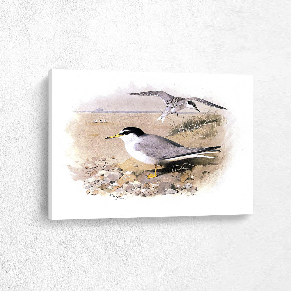 Little Tern