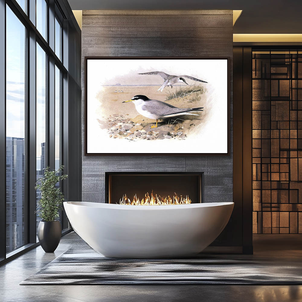 Little Tern - Image 3