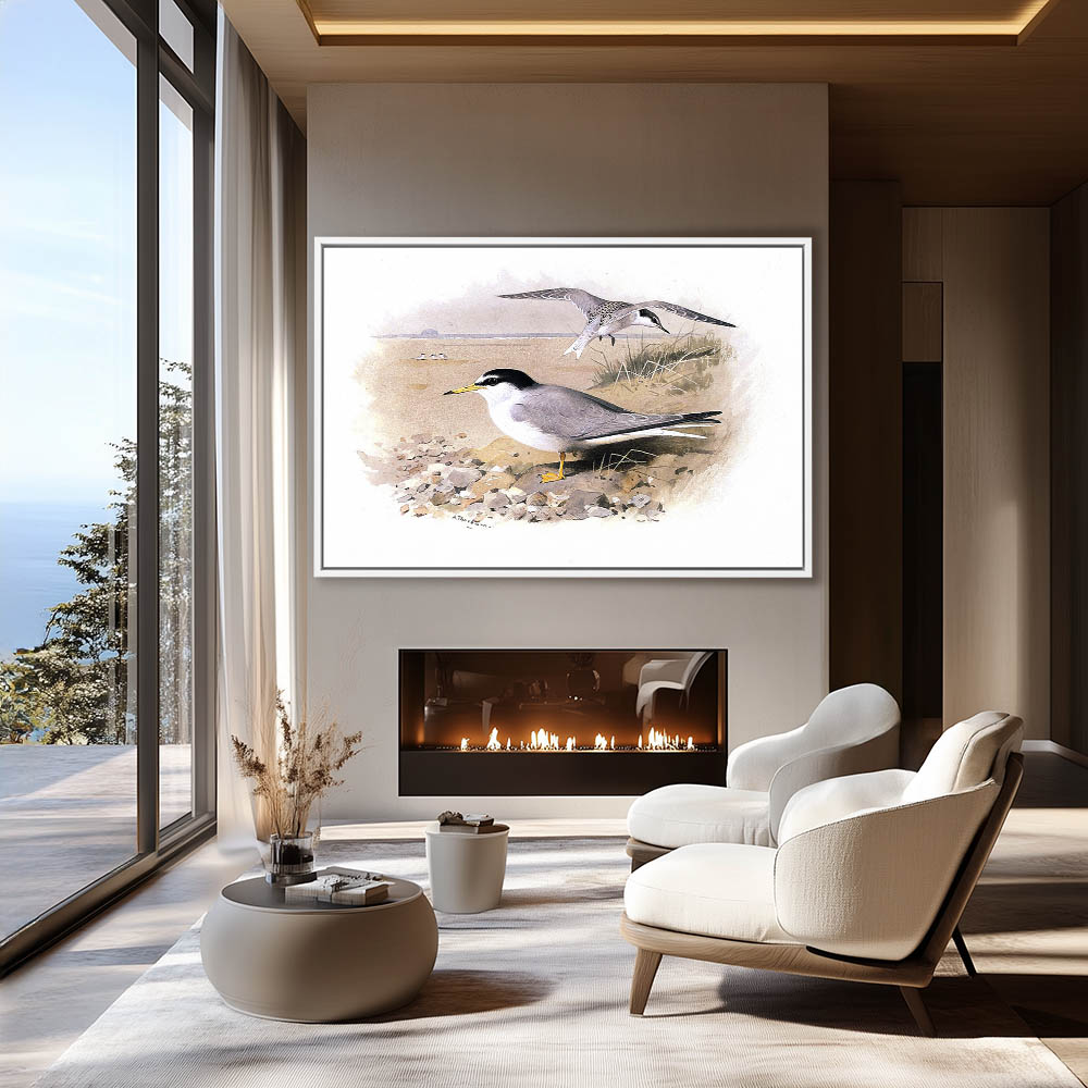Little Tern - Image 4