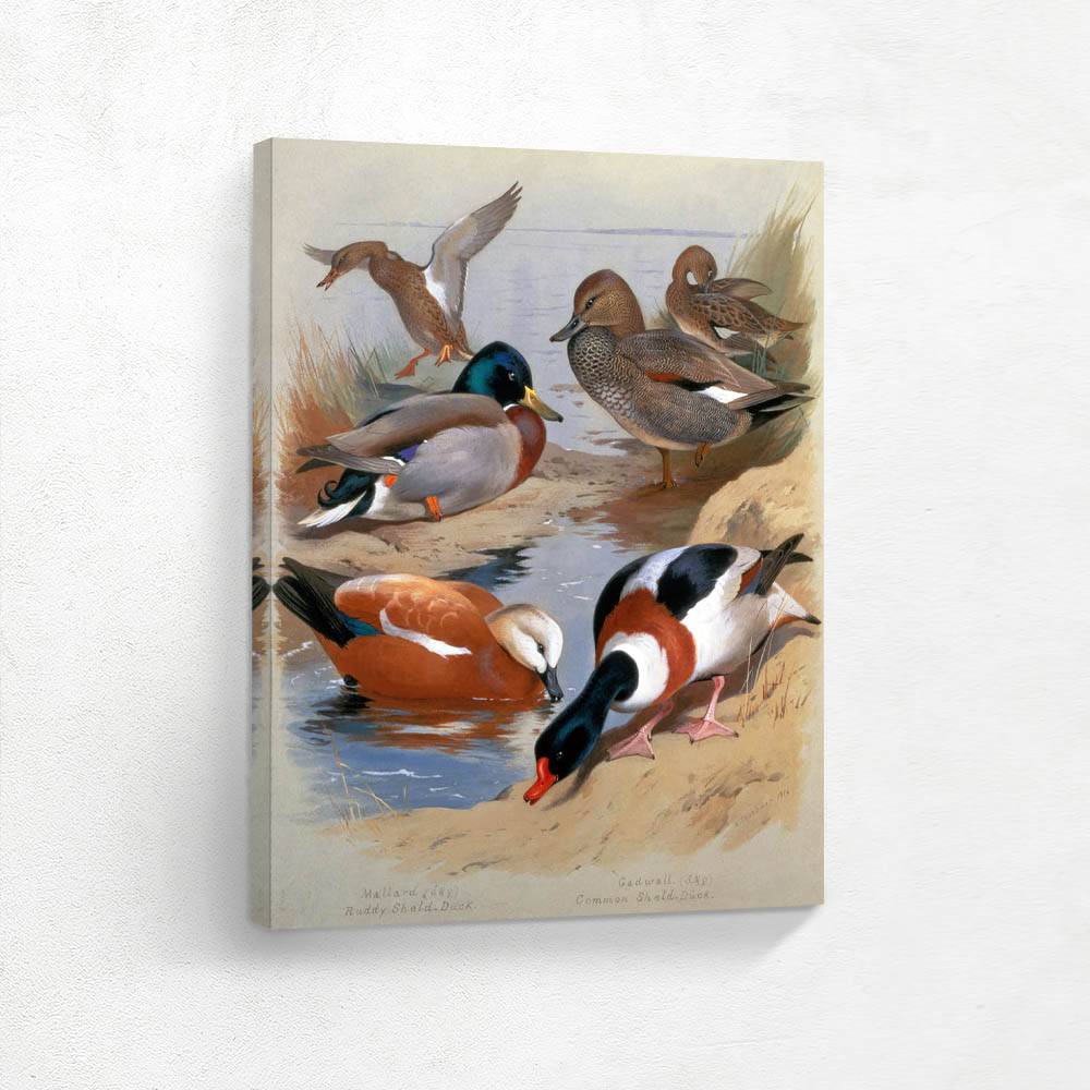 Mallard Gadwell Ruddy Shelduck