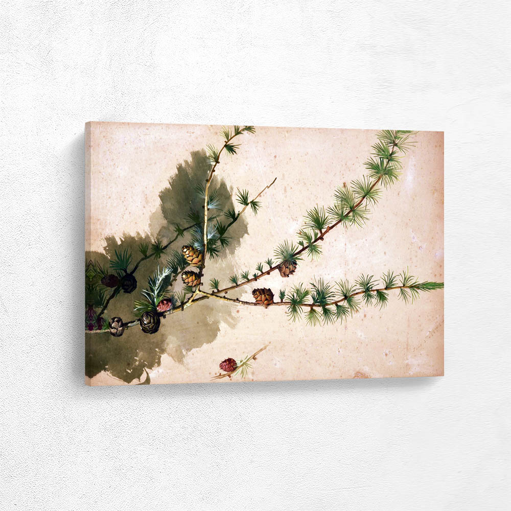 Pine Branch