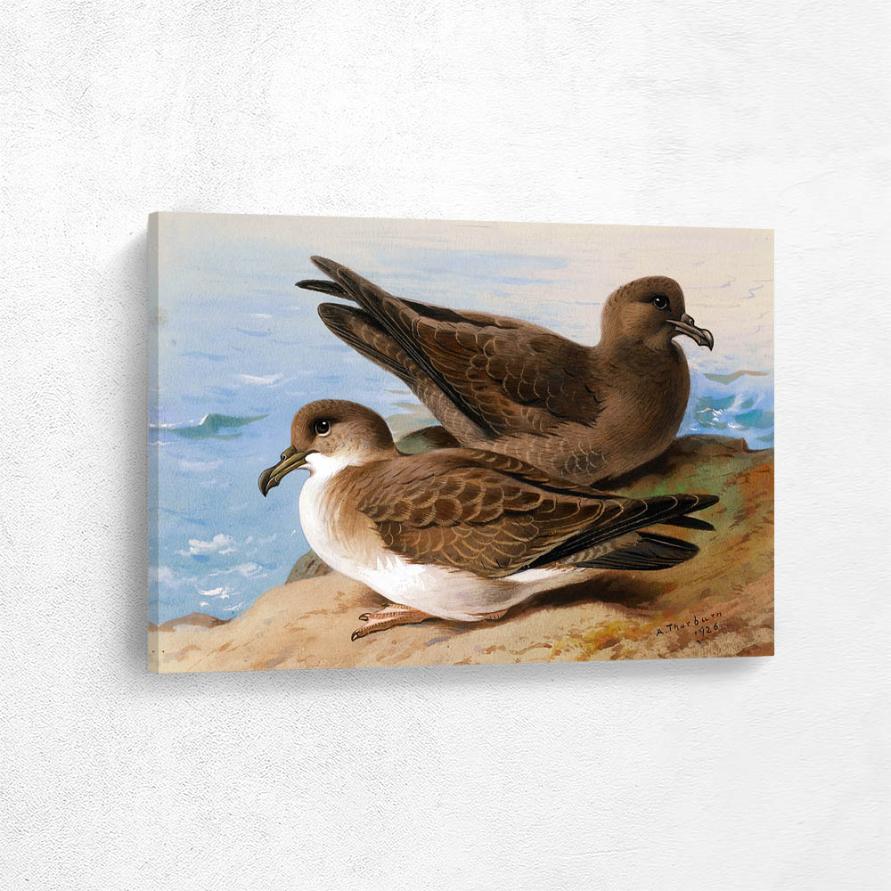 Sooty Shearwater