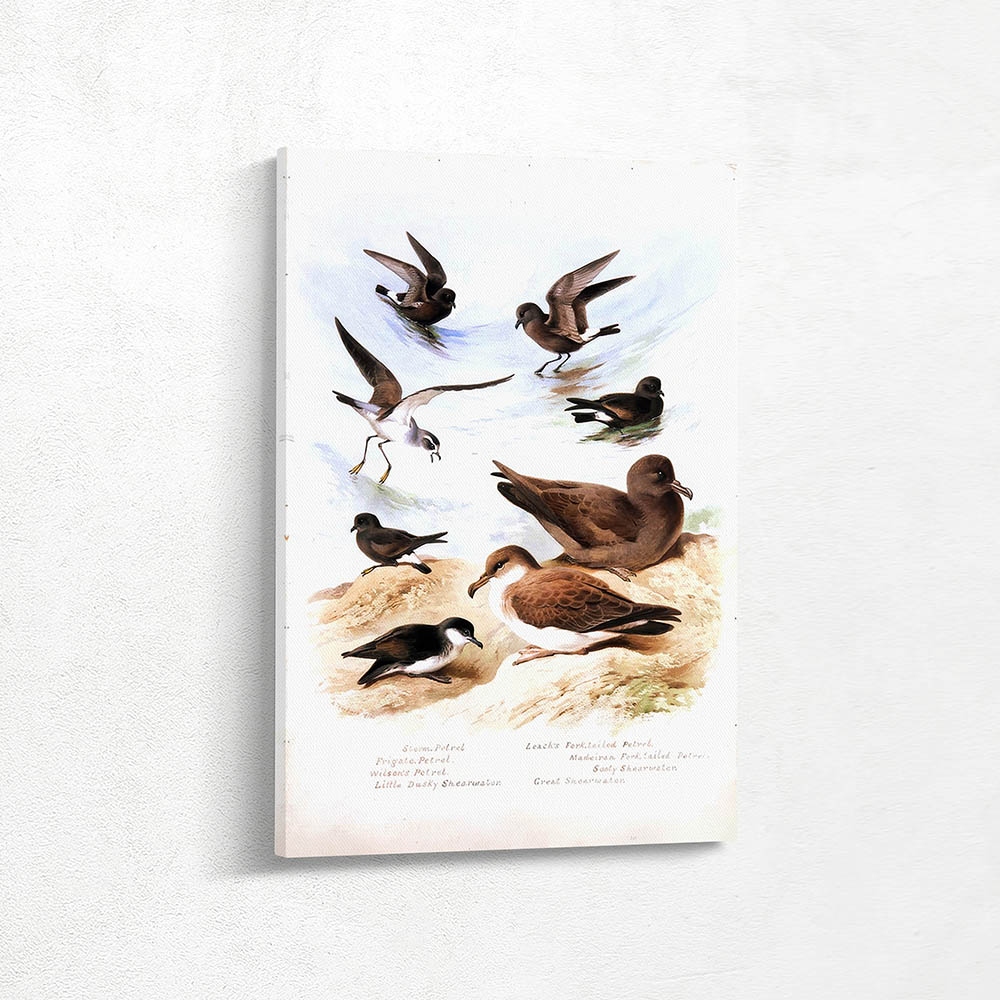 Petrels