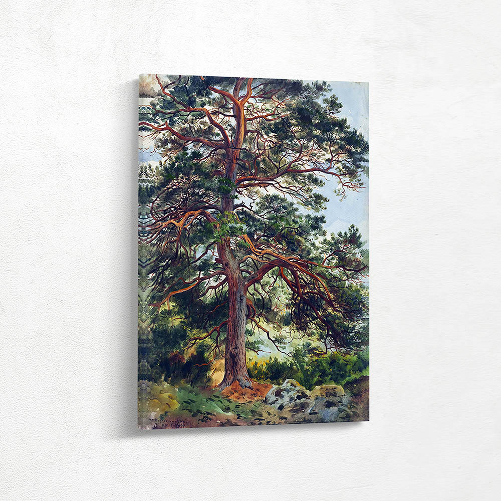 A Great Tree Rothiemurcus