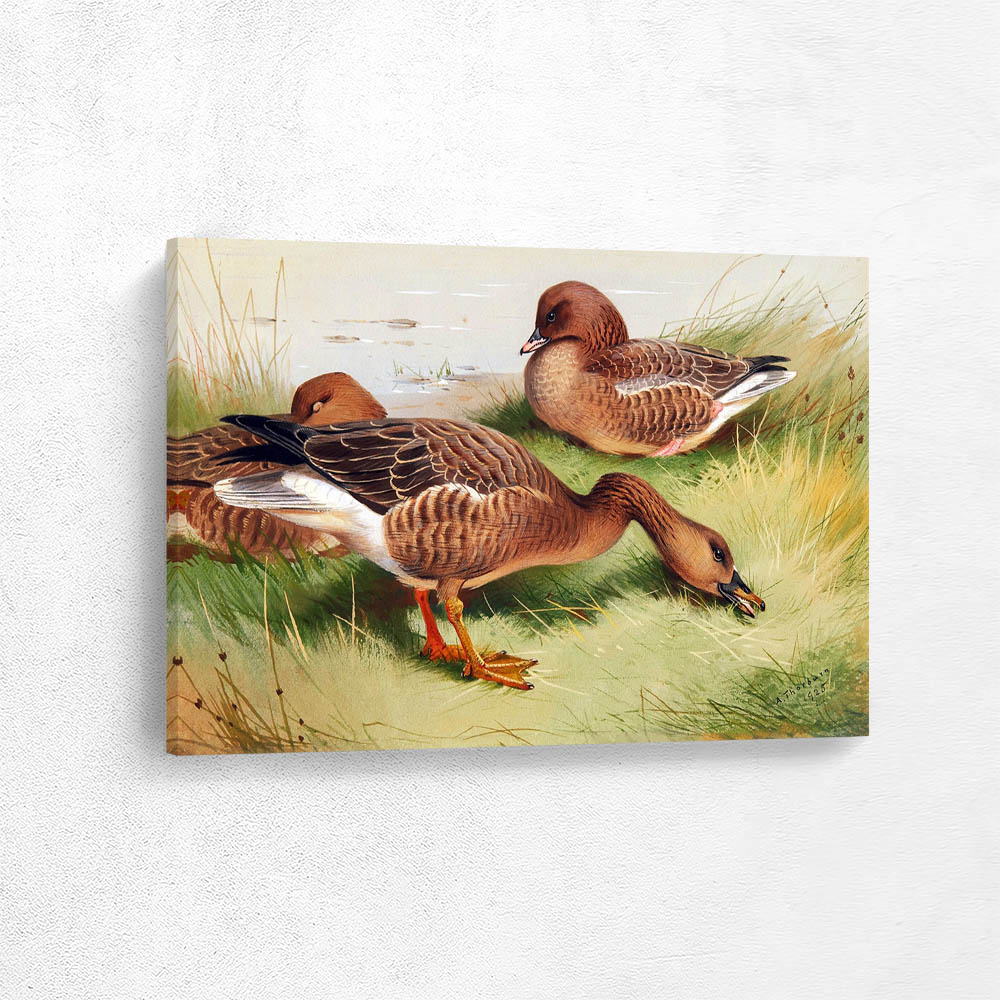 Bean Goose and Pink Footed Goose