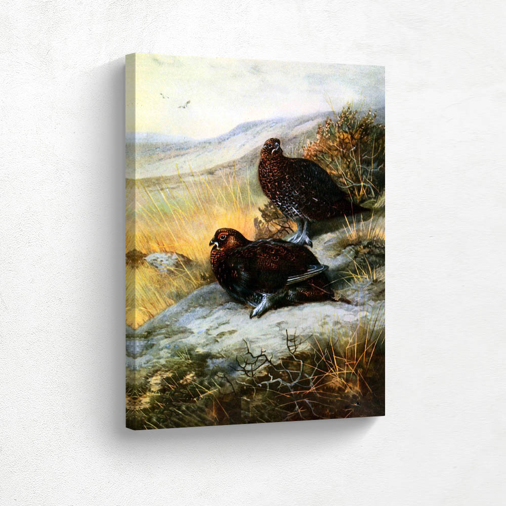 Red Grouse