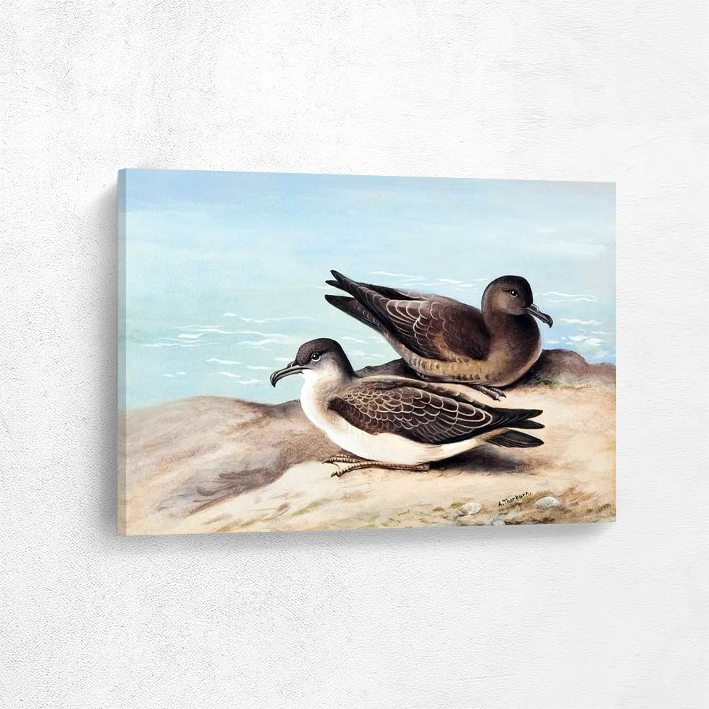 Sooty Shearwater