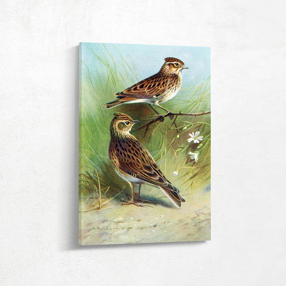Wood Lark Sky Lark