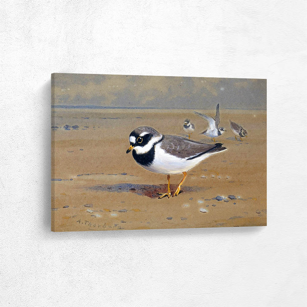 Ringed Plover at Low Tide