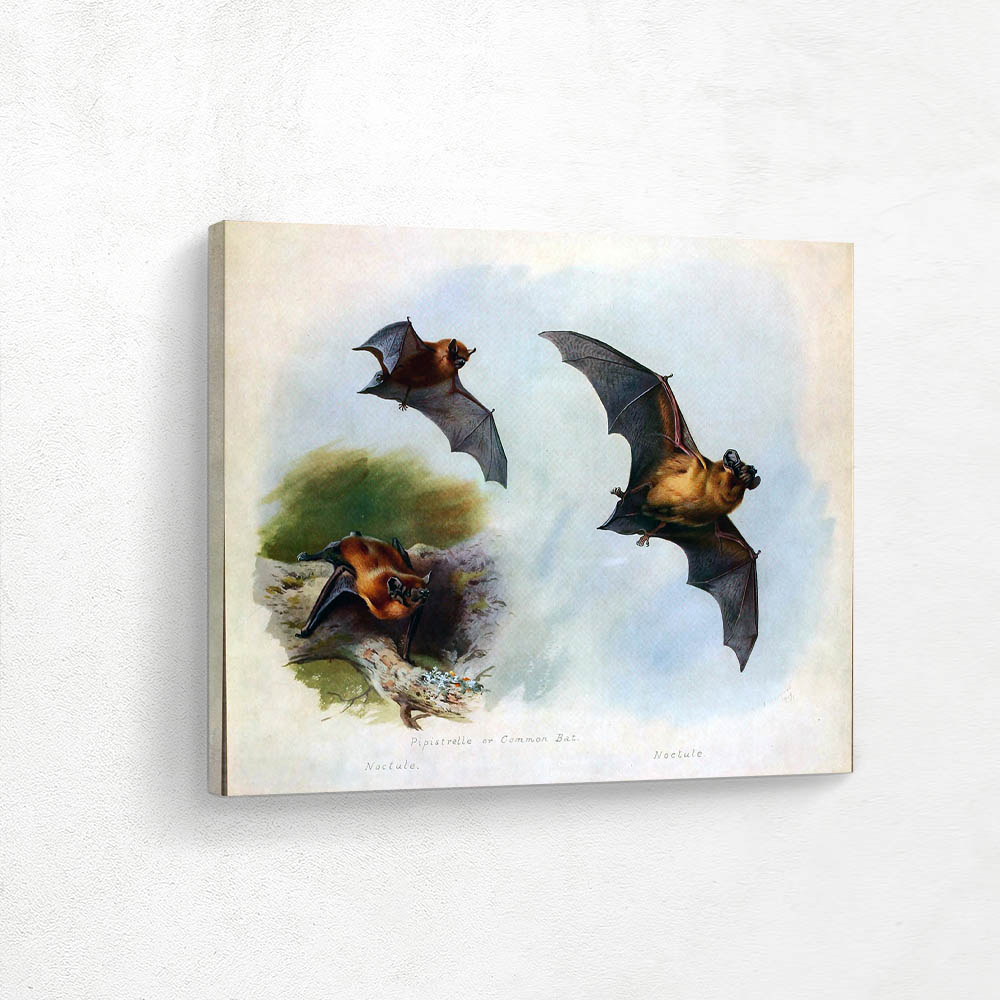 The Noctule of Great Bat The Pipistrelle of Common Bat