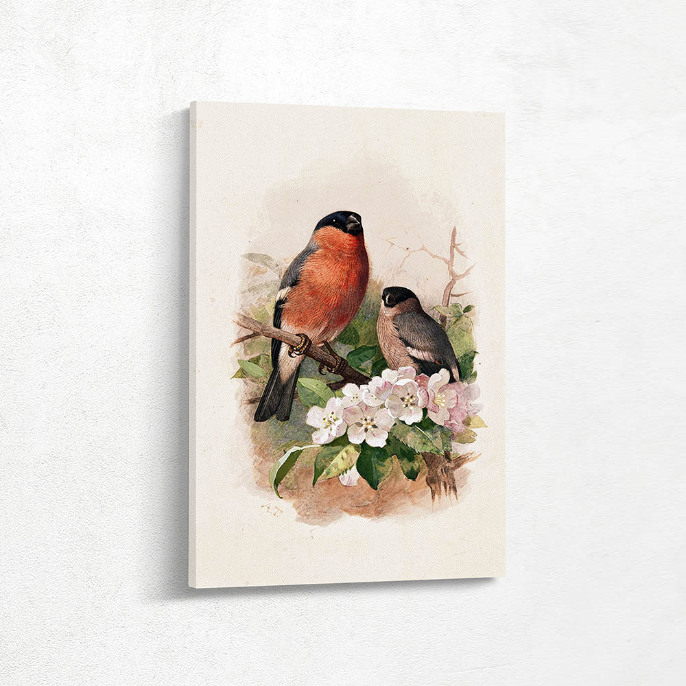 Bullfinches