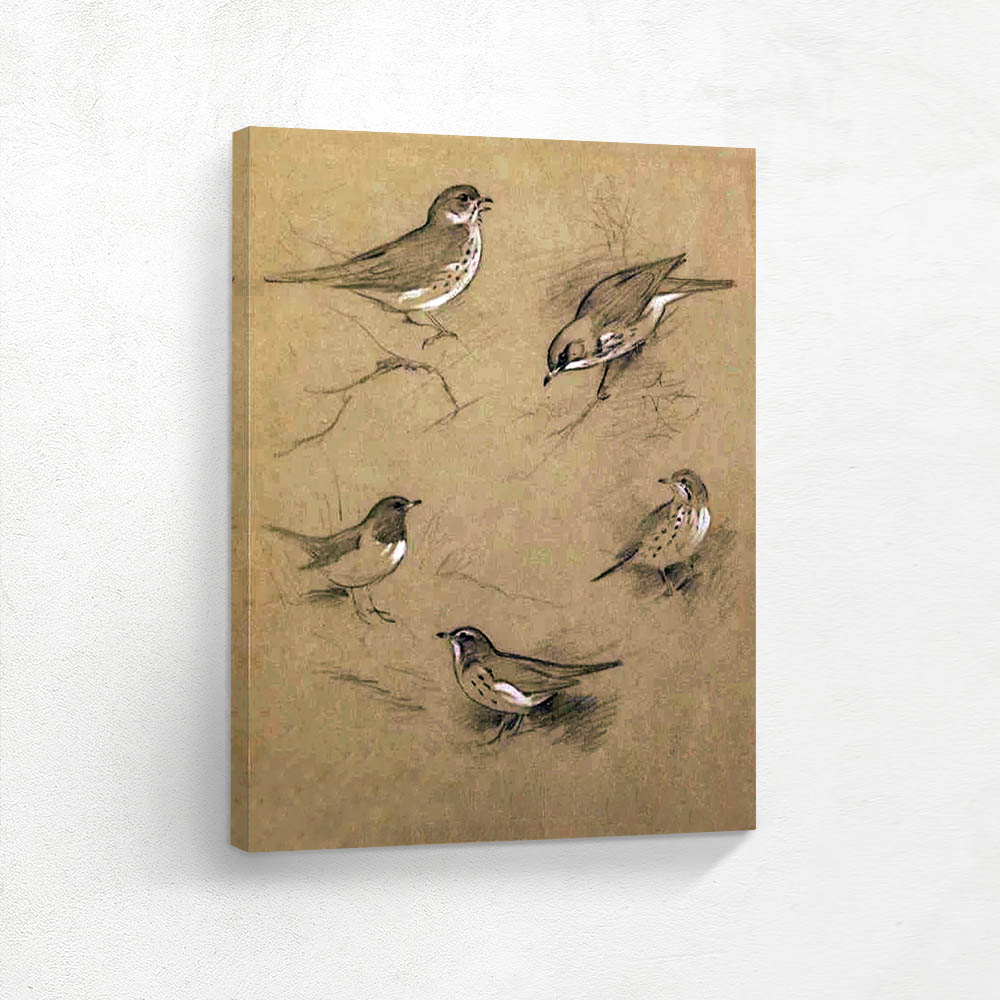 Study of Thrushes