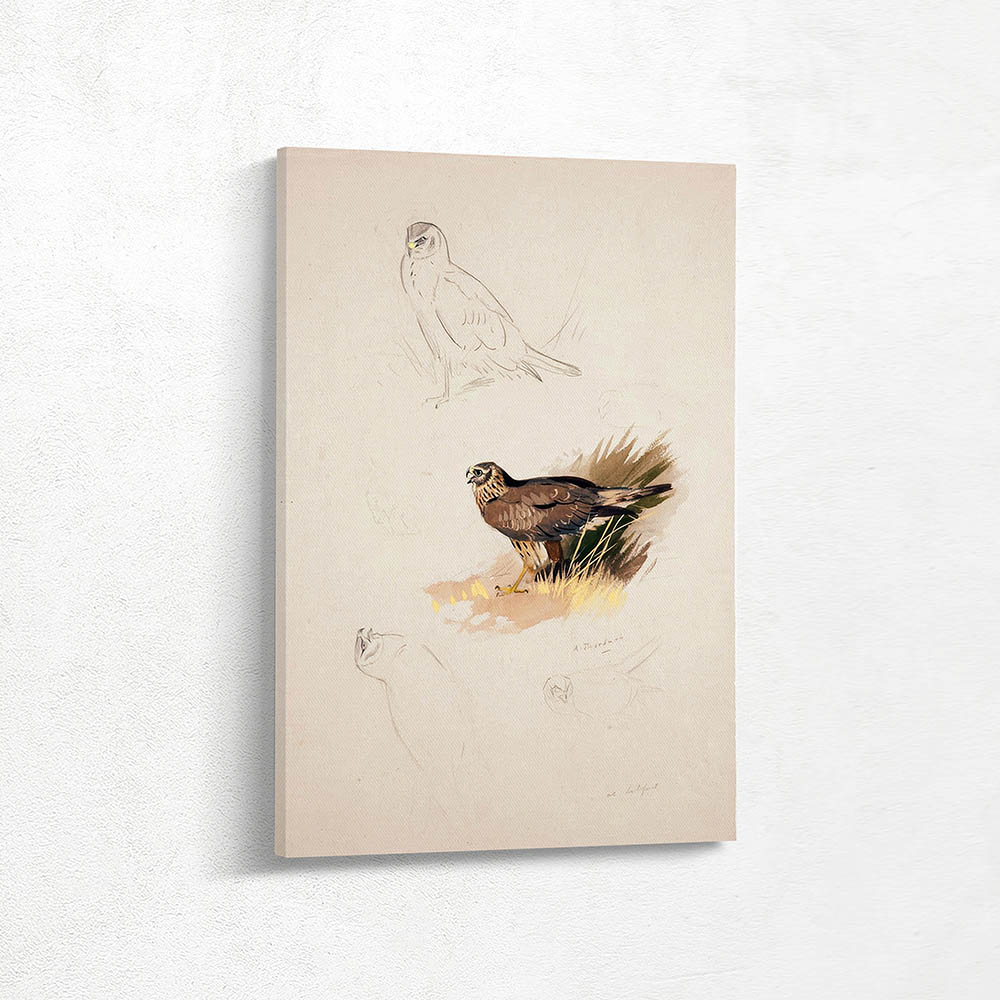 Northern Harrier Northern Harrier