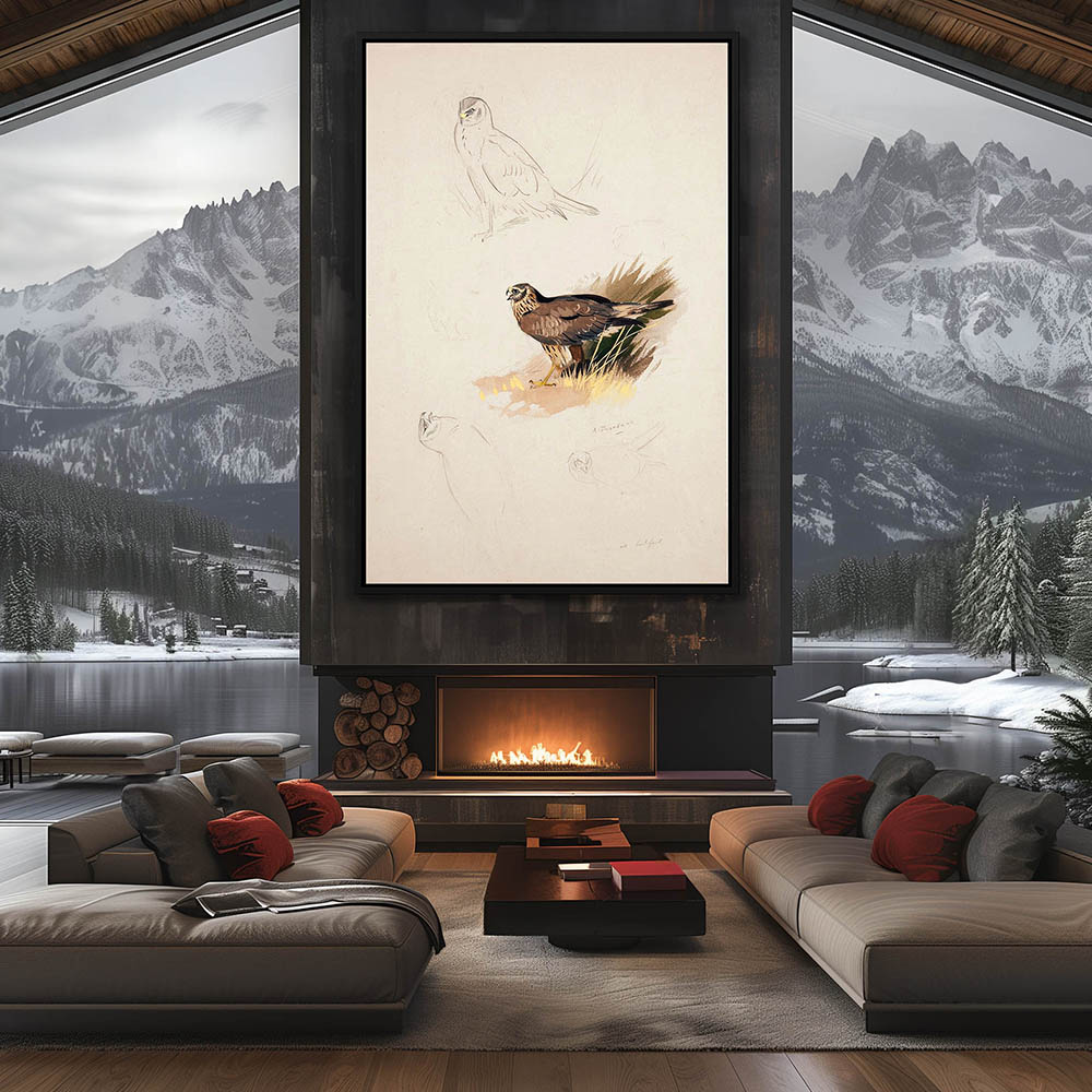 Northern Harrier - Image 2