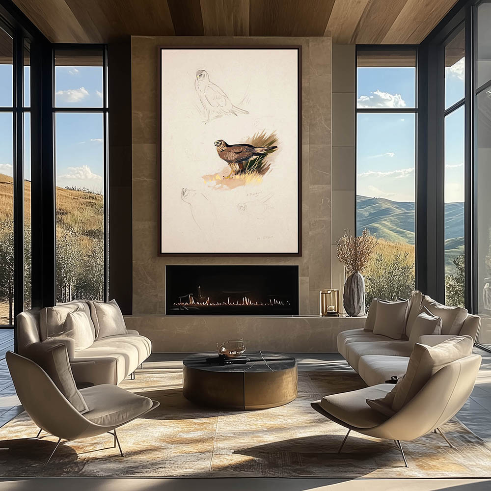 Northern Harrier - Image 3