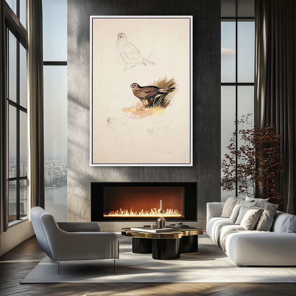 Northern Harrier - Image 4