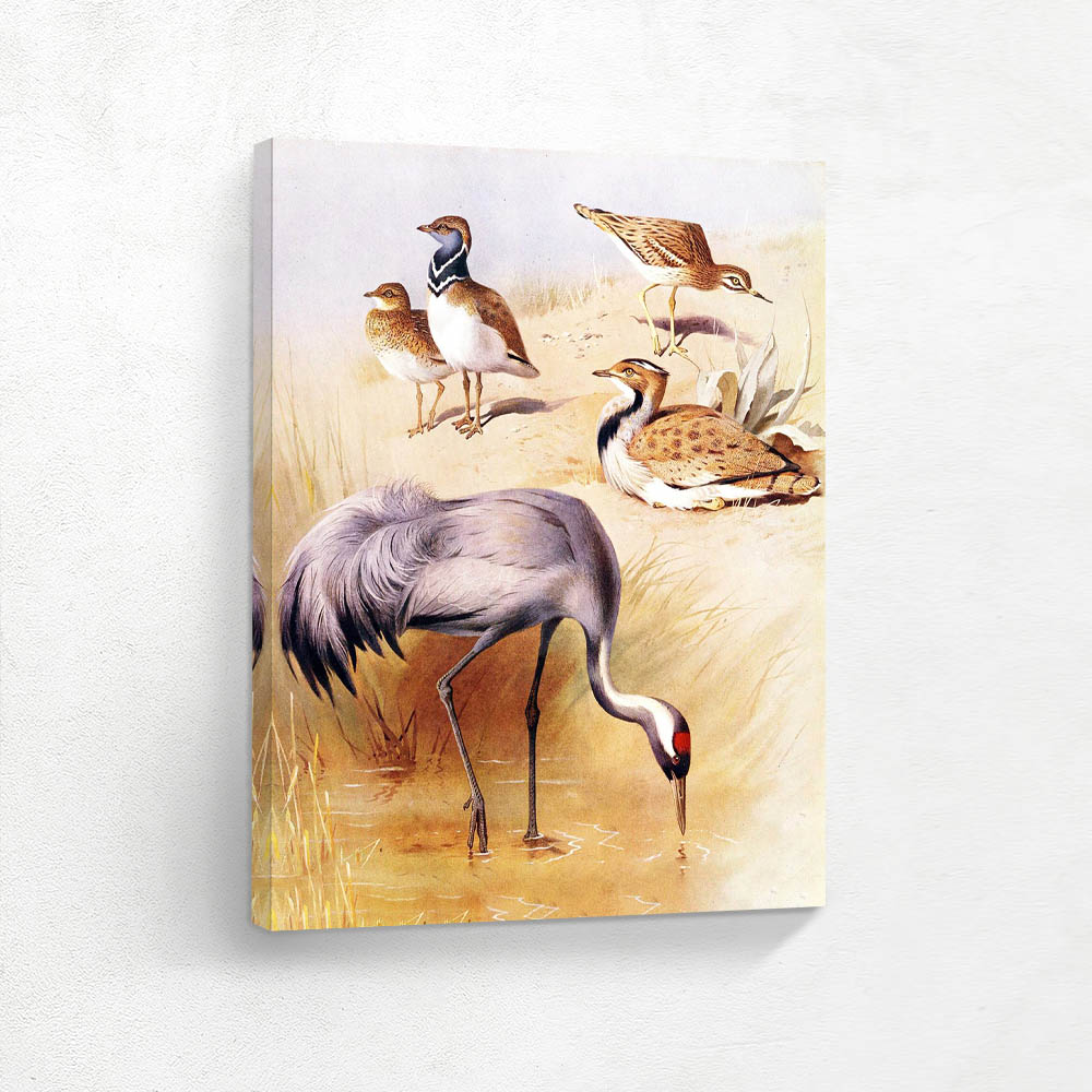 Little Bustard Stone Curlew Crane and Houbara