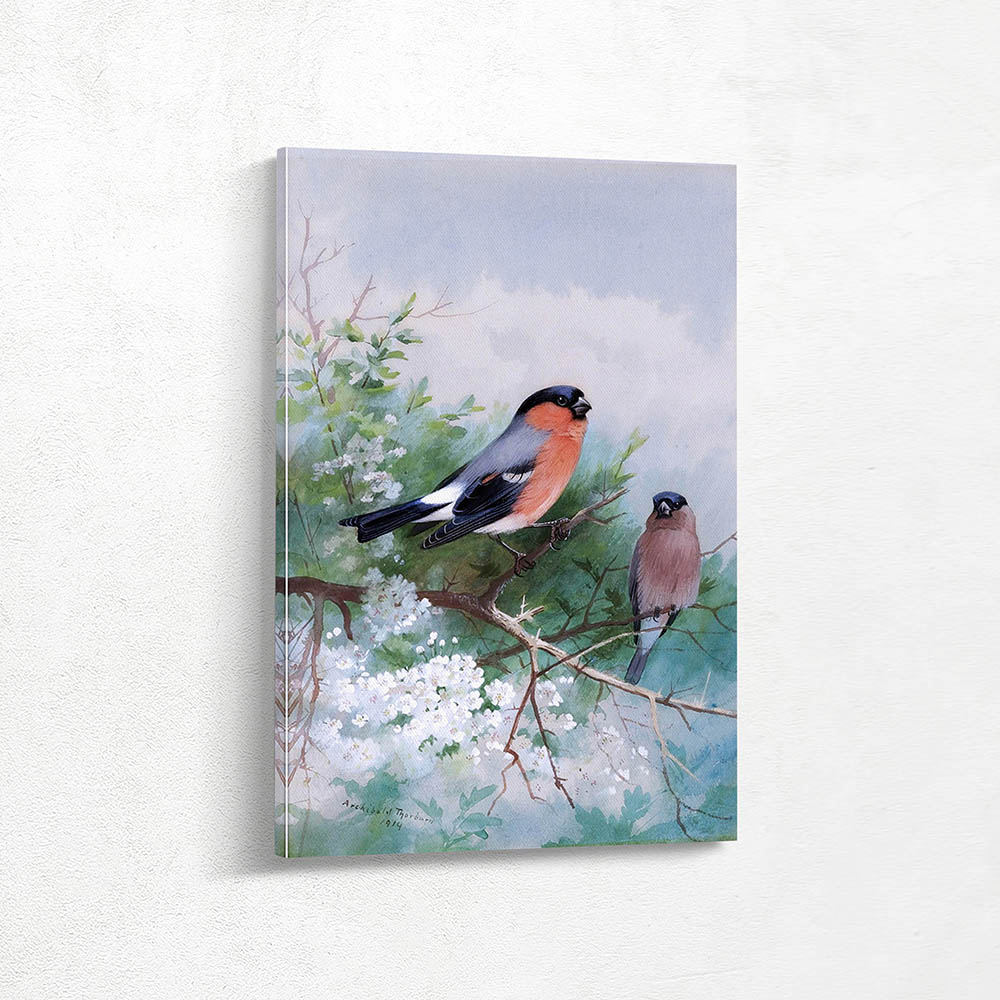 A Pair of Bullfinches