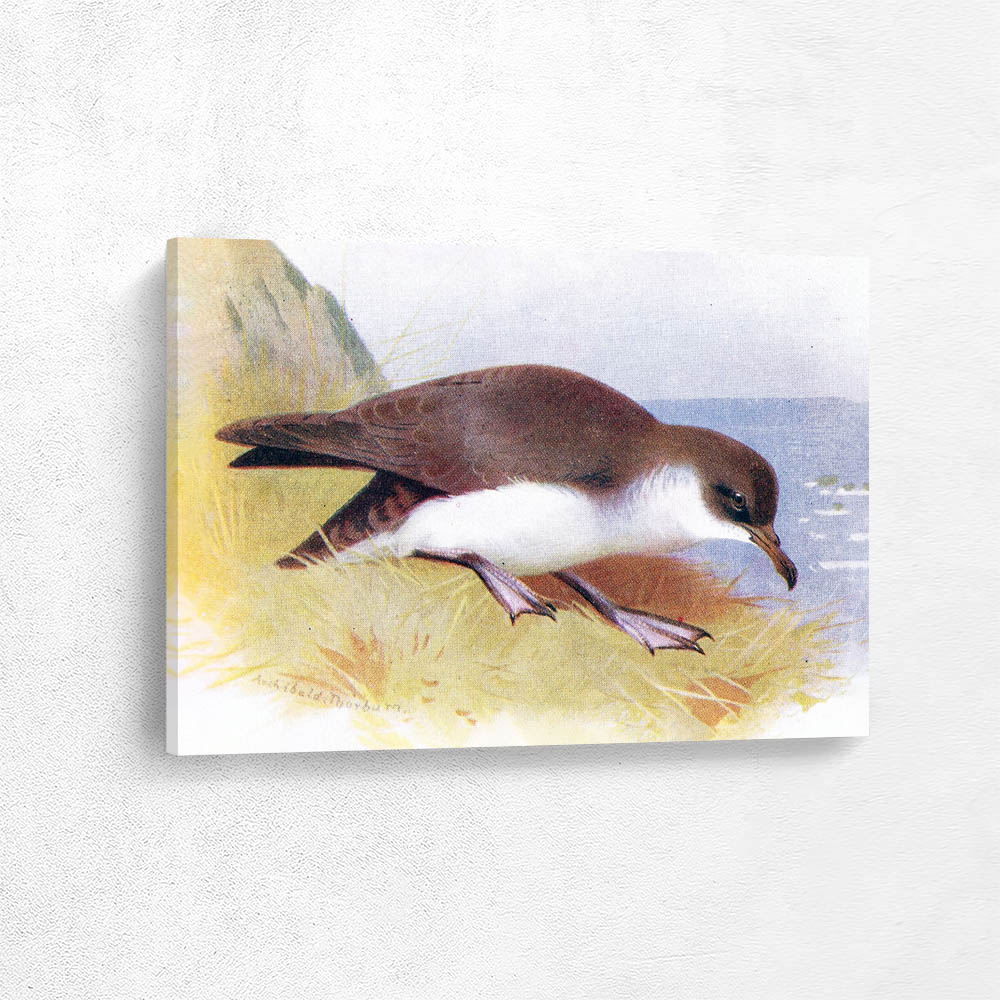 Manx Shearwater