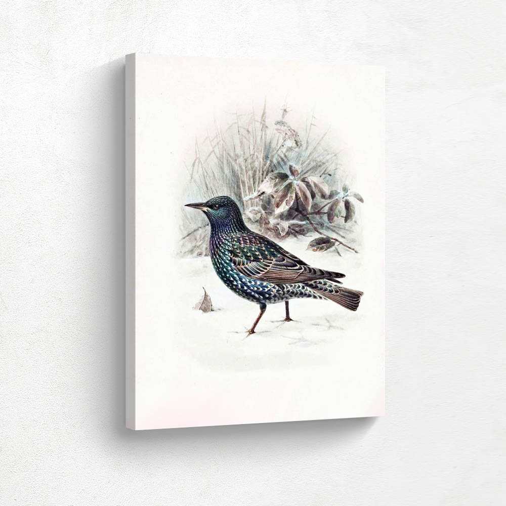 Starling