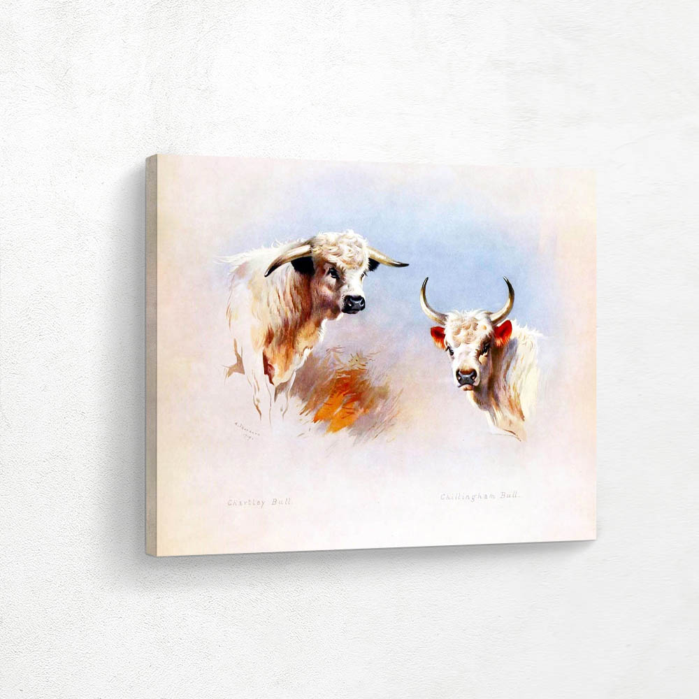 Chartley Bull and Chillingham Bull