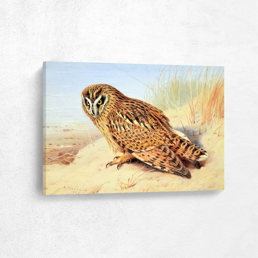 Owl
