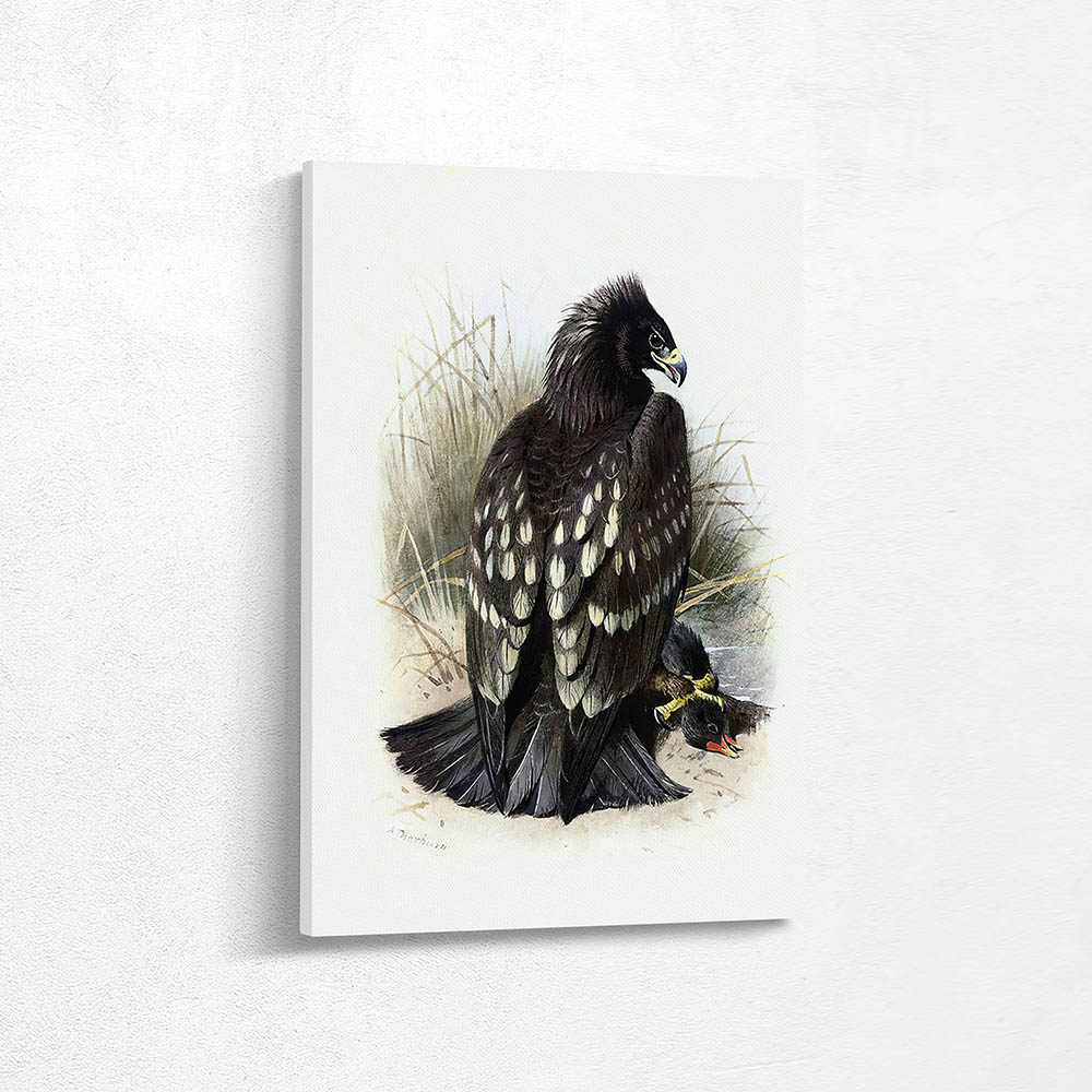 Spotted Eagle