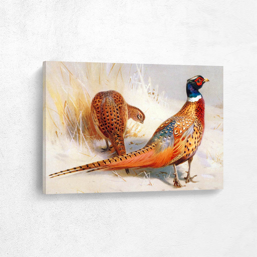 Cock and Hen Pheasant