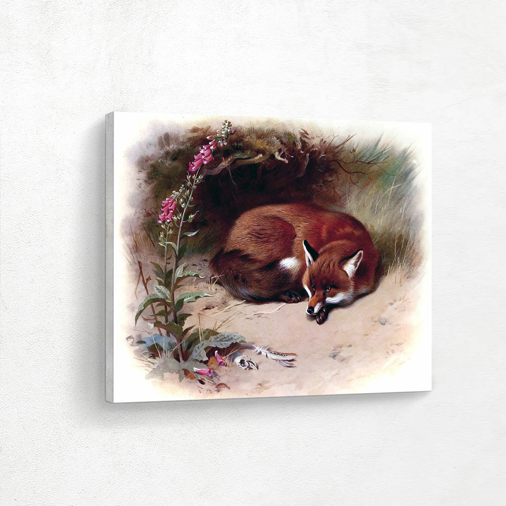 Red Fox