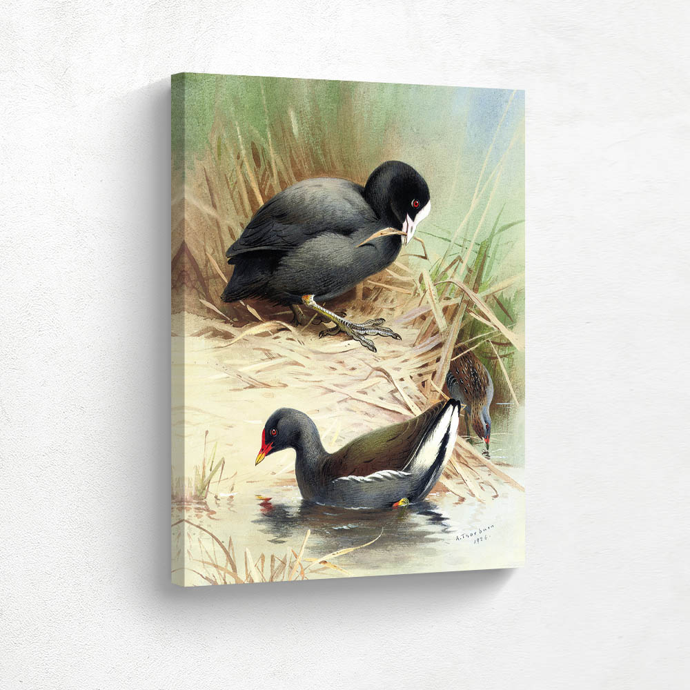 A Coot Moorhen and Baillons Crake A Coot Moorhen and Baillons Crake