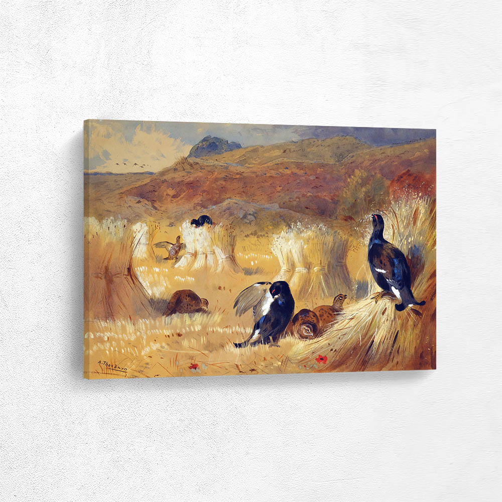 Blackcock In A Field