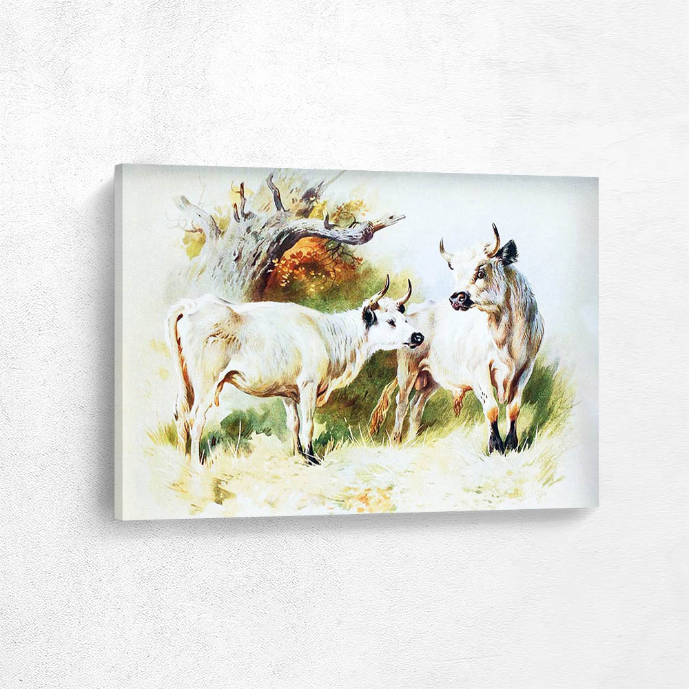 Wild Cattle