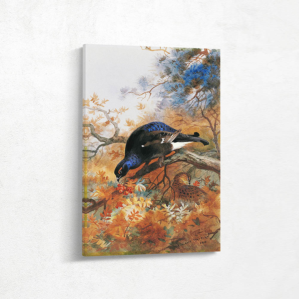 Blackgame Perched on a Rowan Tree