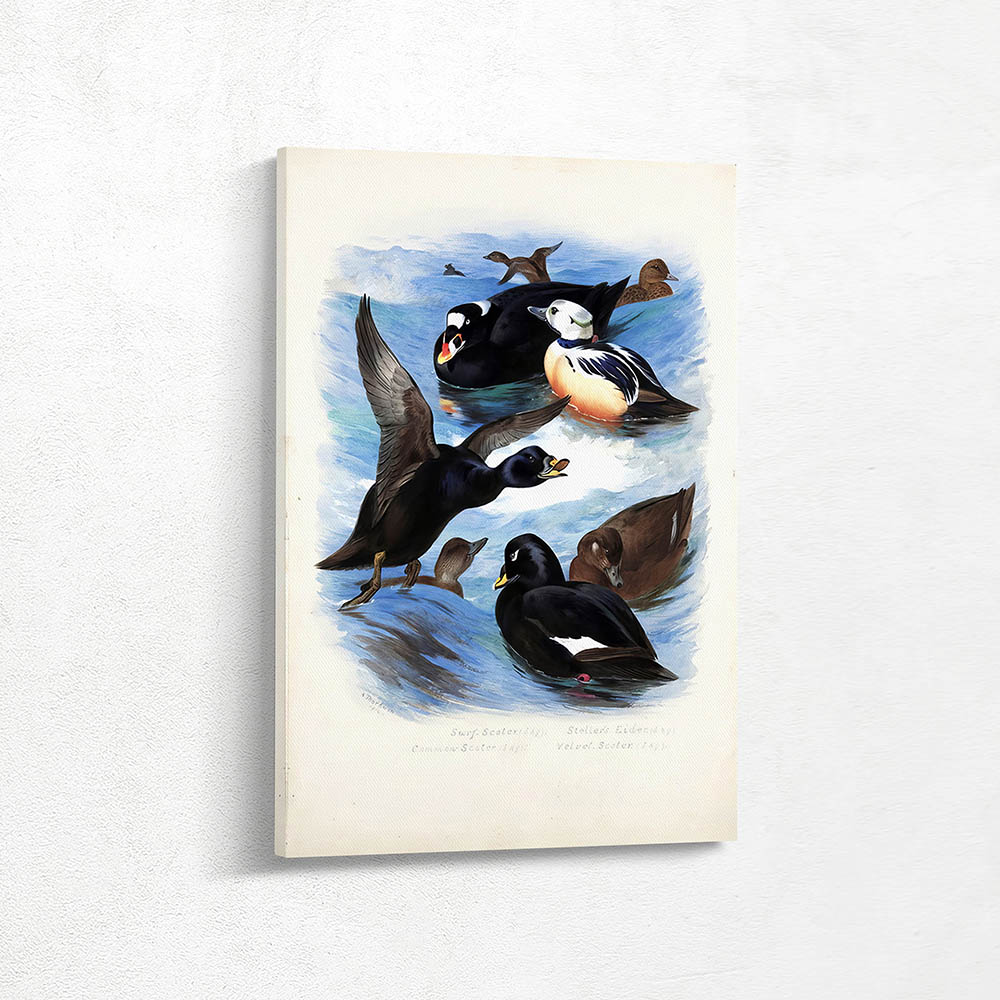 Stellers Eider Duck Velvet Scoter Surf Scoter and Common Scoter