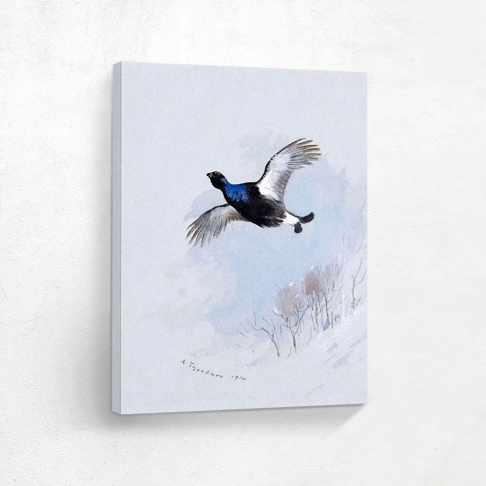 Black Grouse in Flight