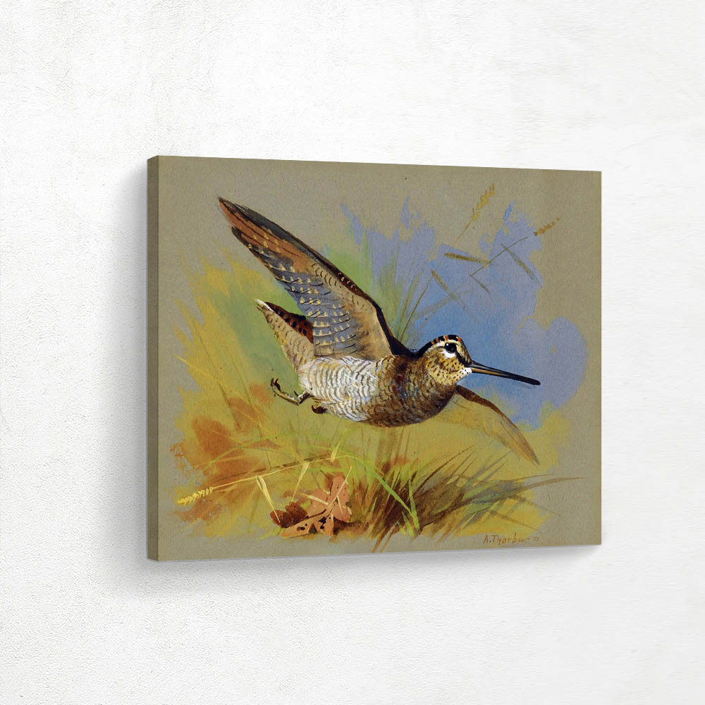 A Woodcock in Flight