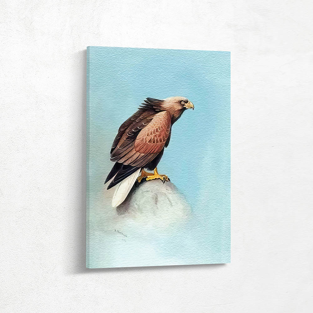 White Tailed Sea Eagle