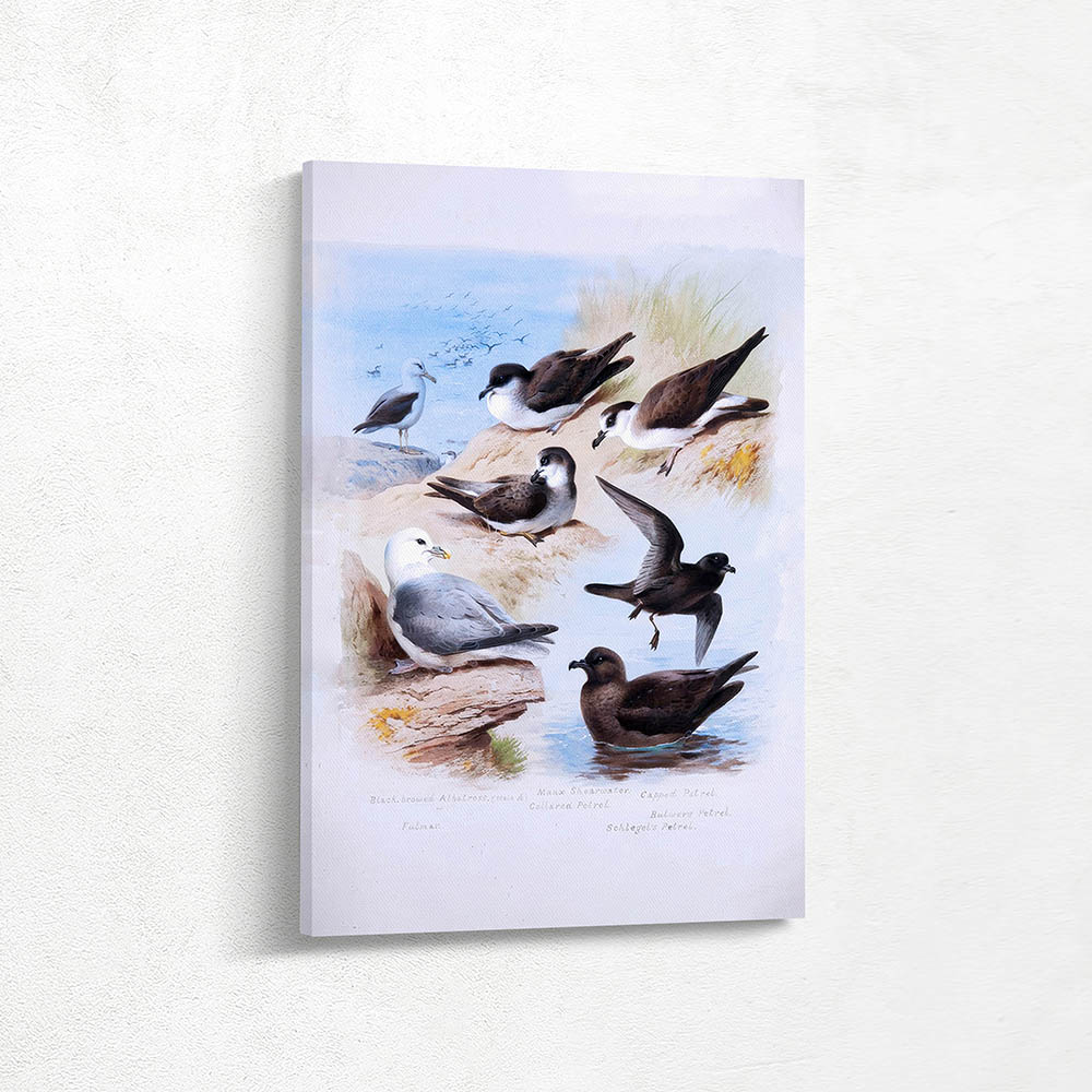 Albatross Petels Shearwater Fulmar