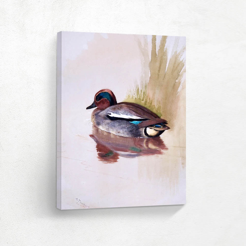 A Teal Swimming by Rushes
