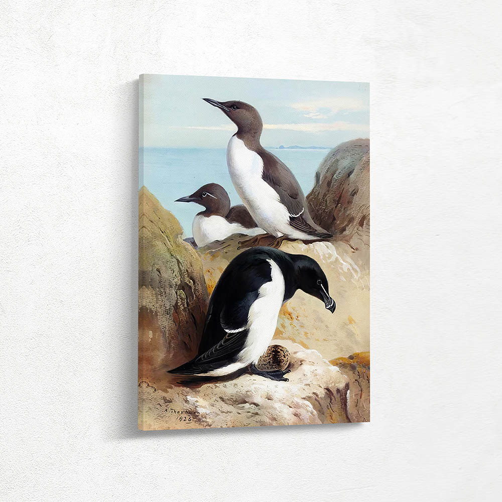 A Razorbill And Two Guillemots