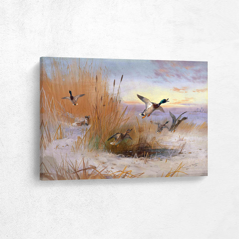 Mallard Amongst the Bullrushes Startled by a Fox