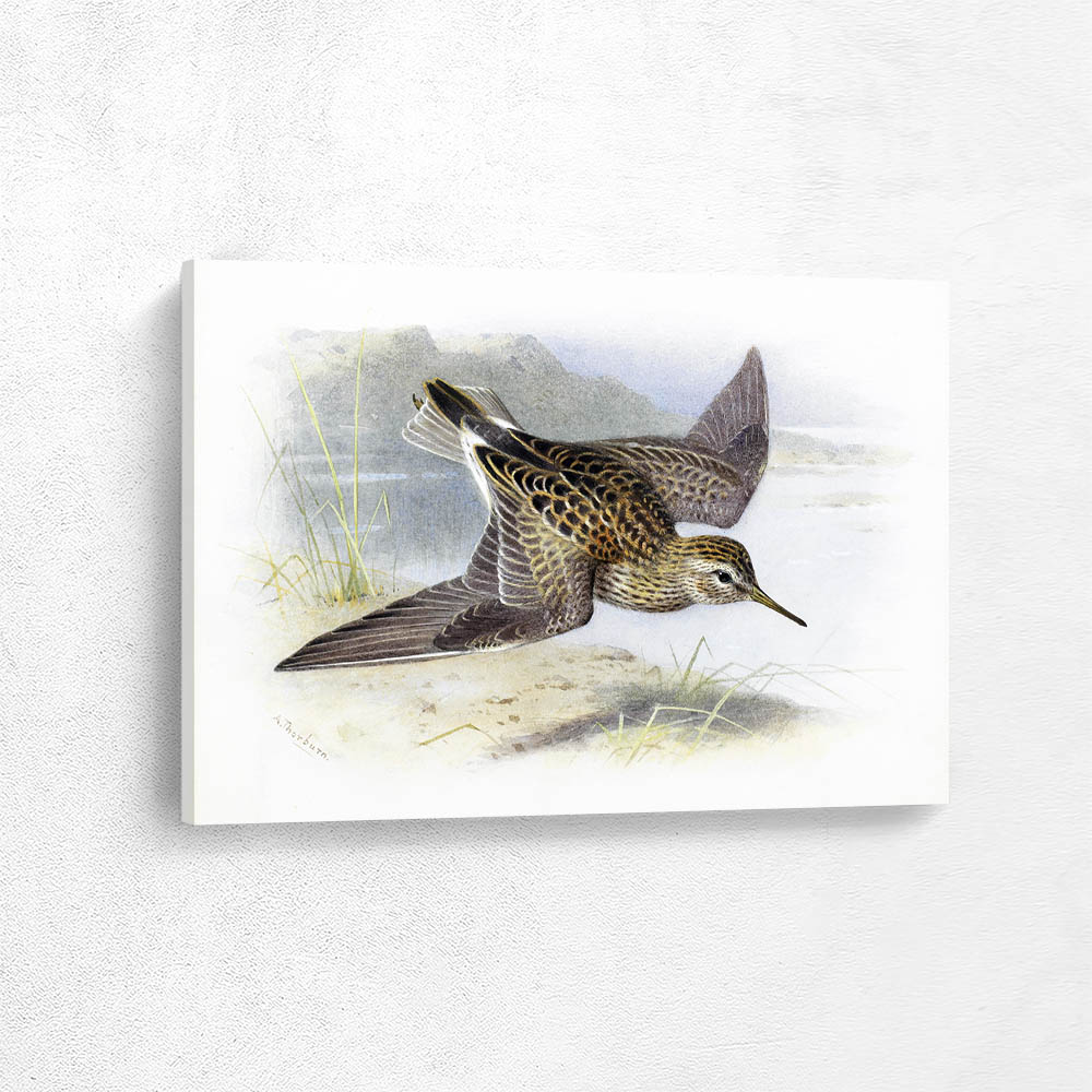 Pectoral Sandpiper