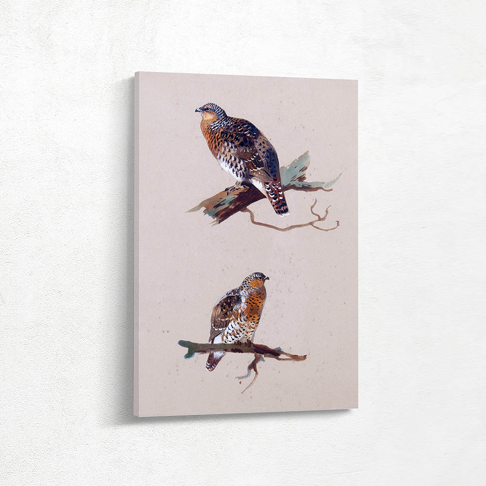 A Female Capercaillie