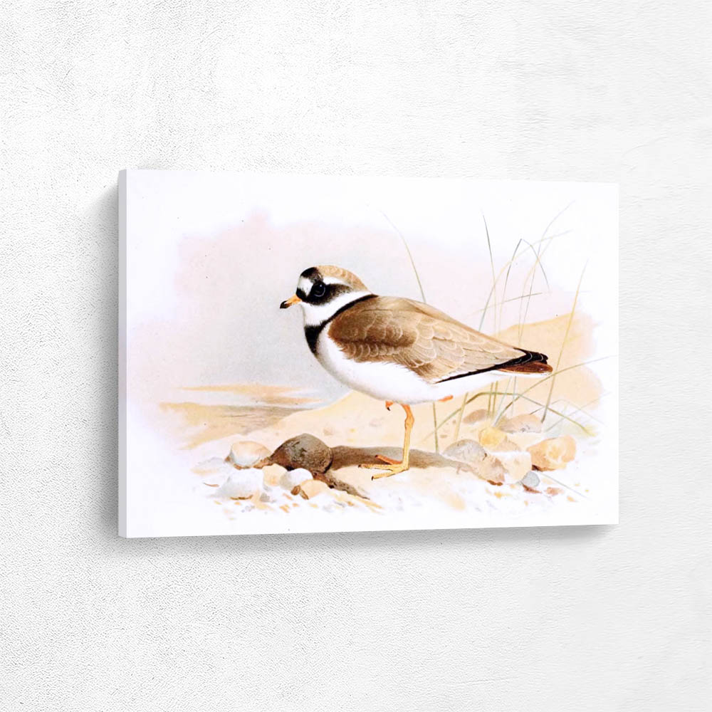 Ringed Plover