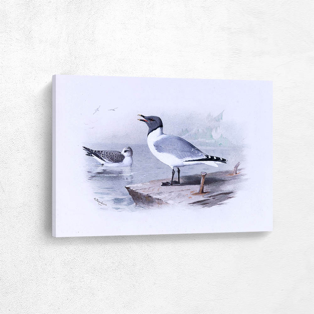 Sabines Gull