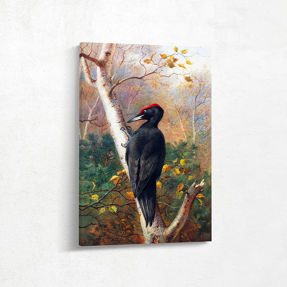 A Black Woodpecker in the Woodland A Black Woodpecker in the Woodland